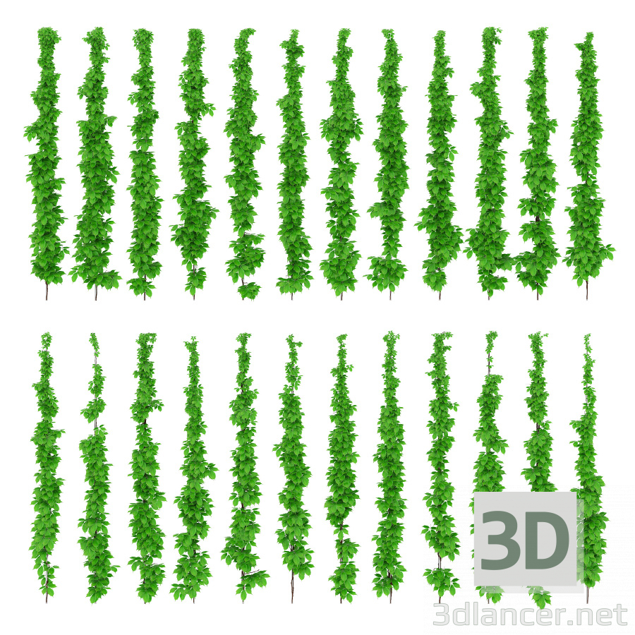 modello 3D Uva selvatica - anteprima