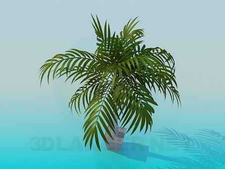Modelo 3d Palma em um vaso de flores - preview