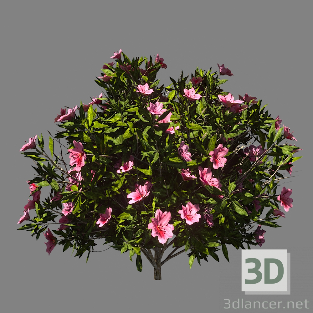 Bush azalea 3D modelo Compro - render