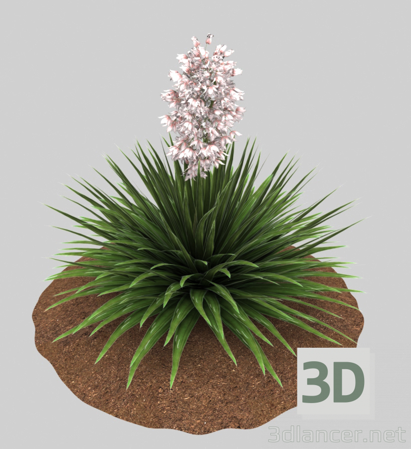 Yukka nittsataya 3D modelo Compro - render