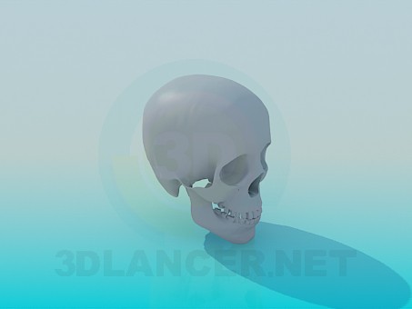 3 डी मॉडल खोपड़ी - पूर्वावलोकन