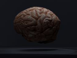 Cerebro bajo-poly