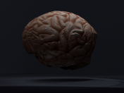 Cérebro Low-poly