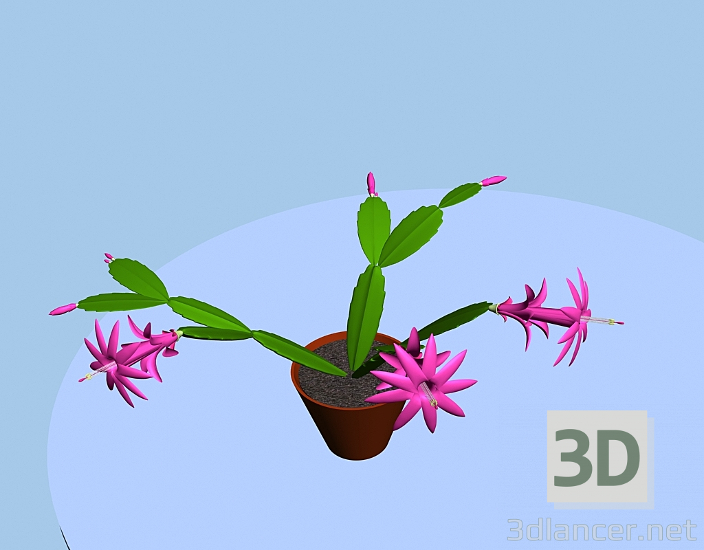 Blühender Zygokaktus 3D-Modell kaufen - Rendern