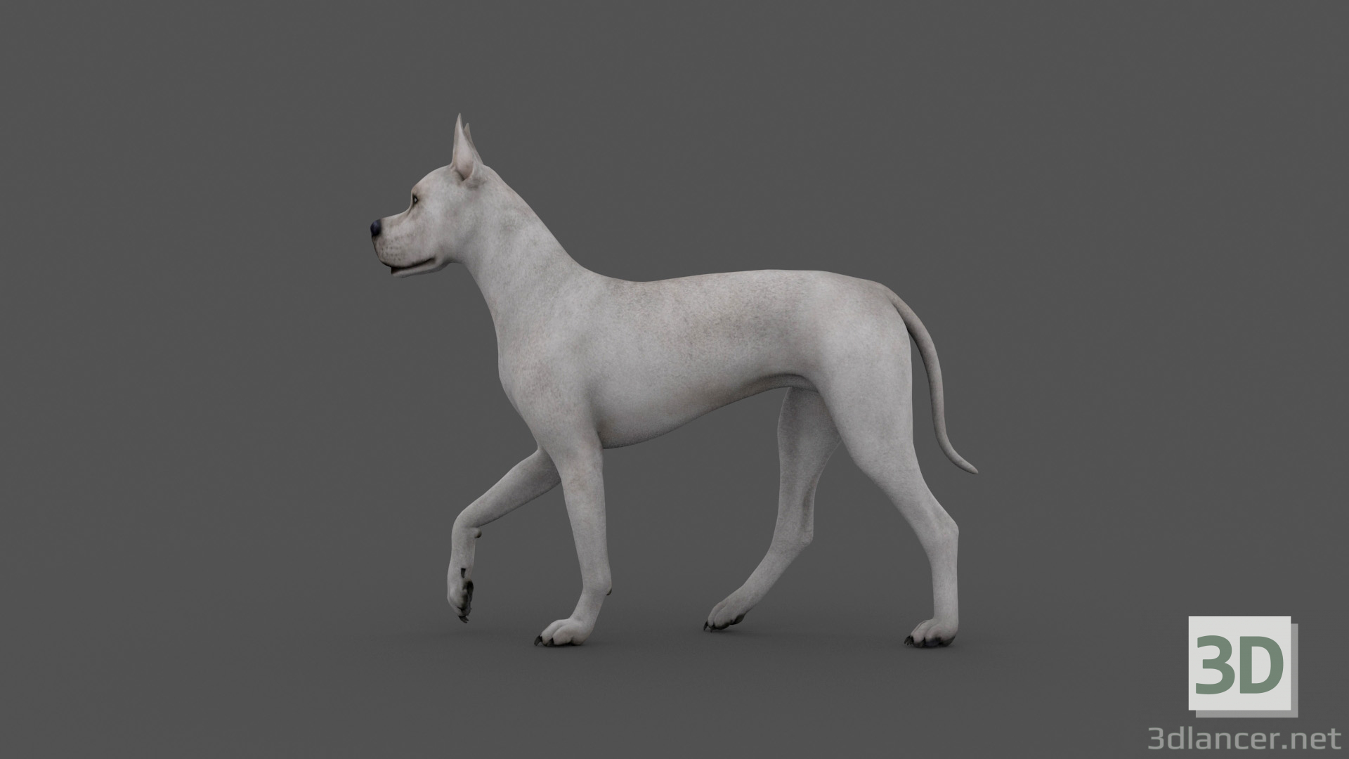 3d FDGD-001 Animation dog model buy - render