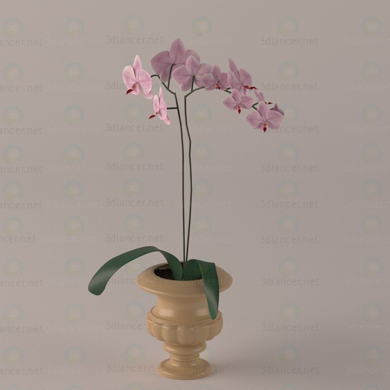 modèle 3D de Orchidées acheter - rendu