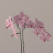 3d Orchids model buy - render