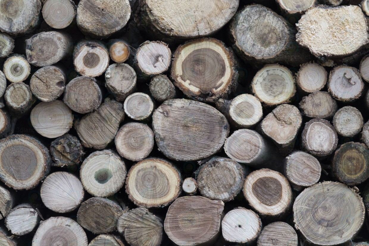 Descarga gratuita de textura árboles talados - imagen