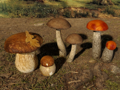 Mushrooms Set 2
