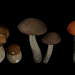 3d Mushrooms Set 2 model buy - render