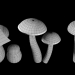 Pilze Set 2 3D-Modell kaufen - Rendern