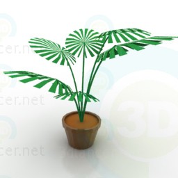 3D Modell Palme - Vorschau