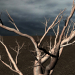 3d model árbol sin hojas - vista previa