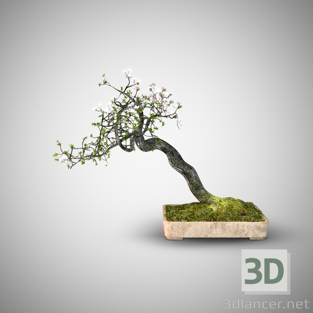 3 डी मॉडल जापानी बोन्साई वृक्ष - पूर्वावलोकन