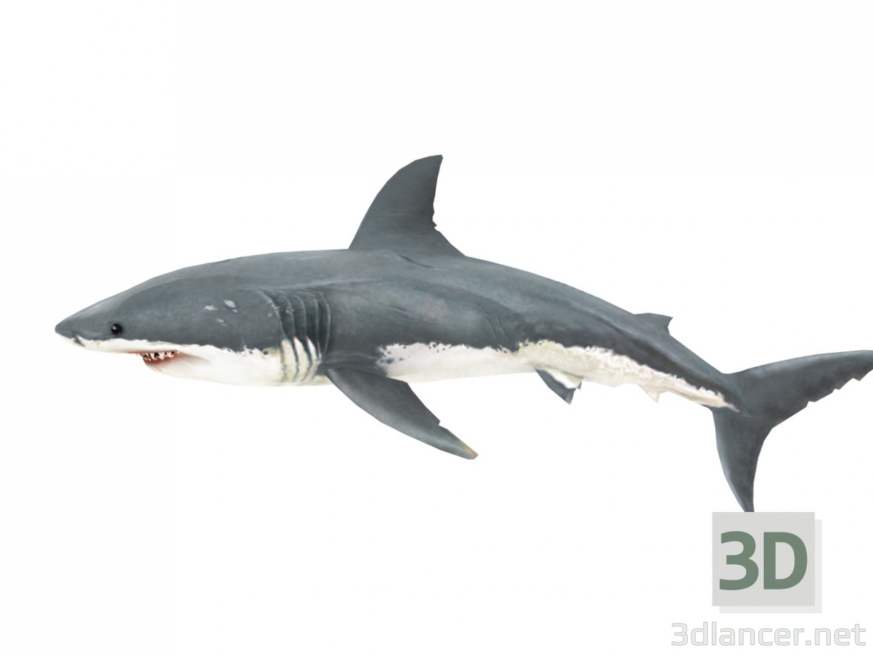 3d model Tiburón Blanco - vista previa