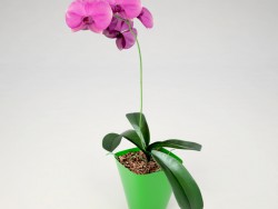 Phalaenopsis आर्किड