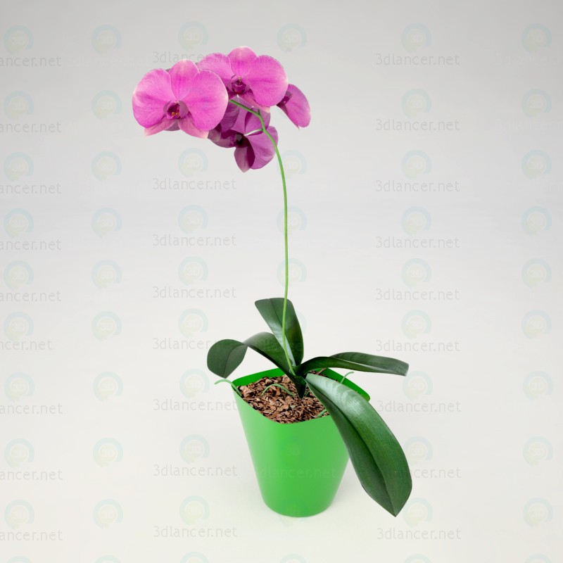 3d Орхидея Фаленопсис модель купить - ракурс