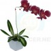 modello 3D orchidea - anteprima