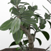 3d Бонсай-растение-01 модель купить - ракурс