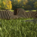 Parametric bench... isn't it? in Cinema 4d vray image