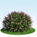 3D-Modell von Spiraea Japonica 'Little Princess'