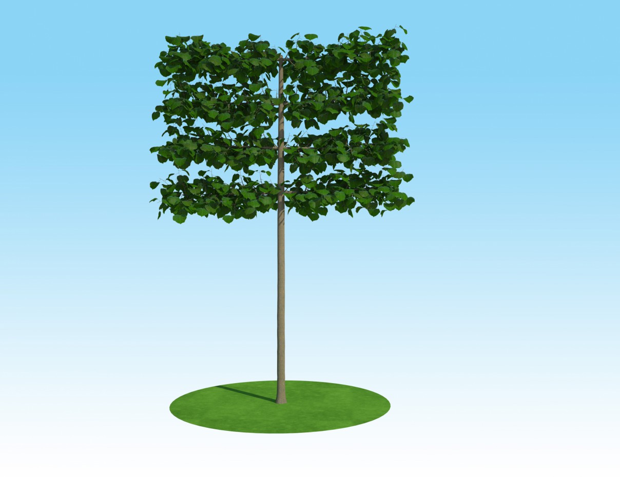 Modèle 3D Linden macrophylla tapisserie sur le tronc Modèle 3D Linden macrophylla tapisserie sur le tronc dans 3d max vray 2.0 image