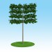 Tapeçaria de macrophylla de Linden modelo 3D no tronco
