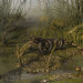 Обыкновенное болото в 3d max corona render изображение