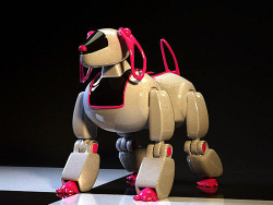 robot perro