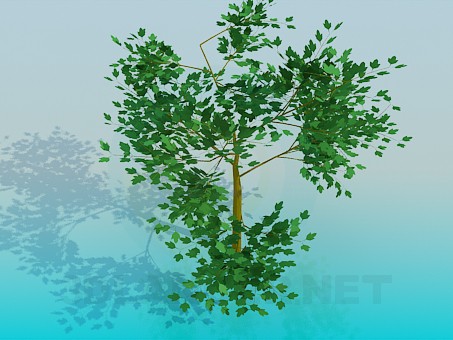 3d модель Молодой клен – превью 3d модель Молодой клен – превью