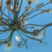 3d model Bouquet chandelier and wall brackets included - preview
