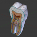 3d model Estructura del diente - vista previa