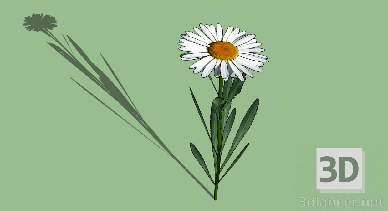 3d model Chamomile - preview