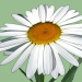 3d model Chamomile - preview