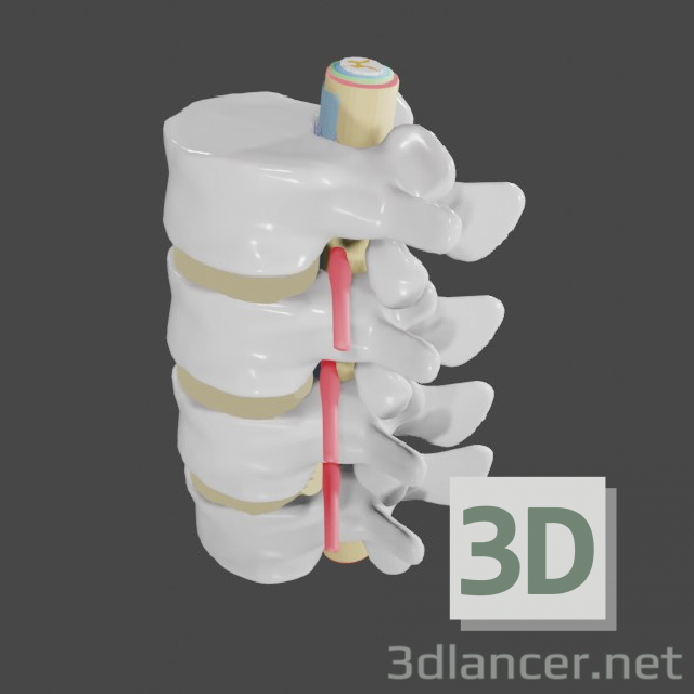 3d Protrusion and hernia in the lumbar spine model buy - render
