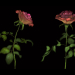 3d roses model buy - render