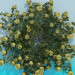 modello 3D Rose ad arbusto - anteprima