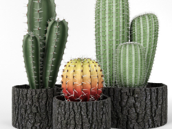 Ensemble de cactus
