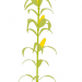 3d модель растение Чокло – превью