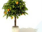 Árvore de tangerina