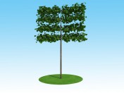 3D मॉडल एक प्रकार का वृक्ष macrophylla चित्रपट ट्रंक पर