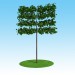 modello 3D di modello 3D Linden macrophylla arazzo sul tronco comprare - rendering
