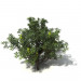 3d model Banksia serrate - preview