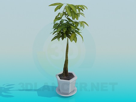 3d модель Комнатное растение пахира в вазоне – превью