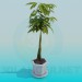 3d model Pachira houseplant in a flowerpot - preview