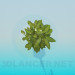 3d модель Комнатное растение пахира в вазоне – превью