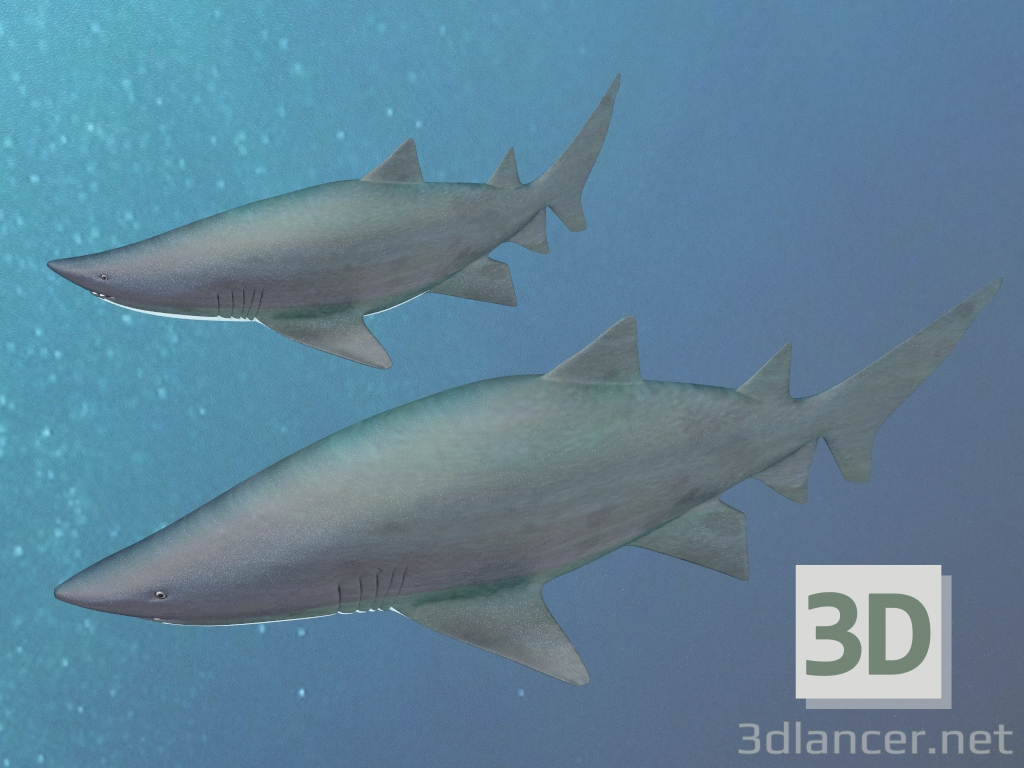 3d Tiger sand shark model buy - render