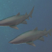 3D Kaplan kum köpekbalığı modeli satın - render