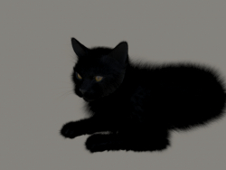 Gatto con pelliccia nera
