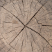 Texture download gratuito di legno tagliato 16-1 - immagine